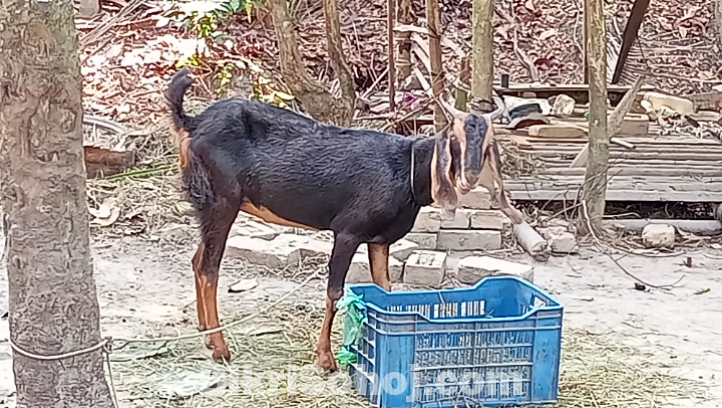 ছাগল হরিয়ানা ক্রস